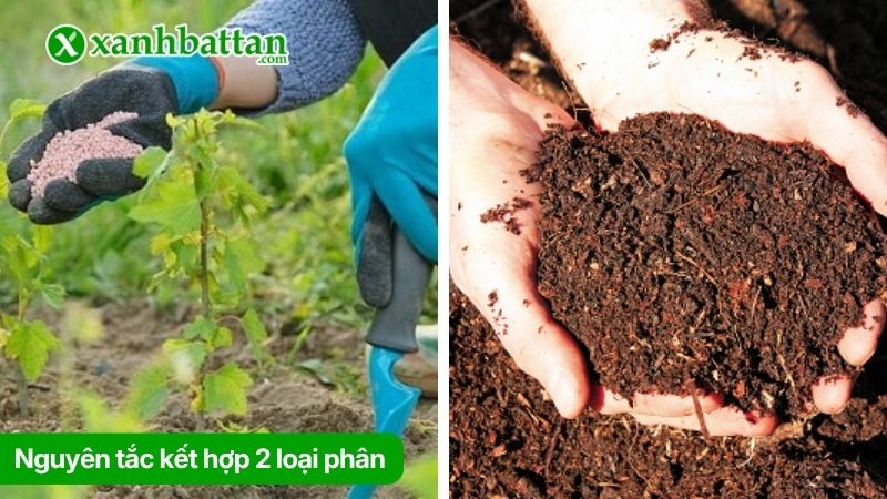 Nguyên tắc kết hợp 2 loại phân
