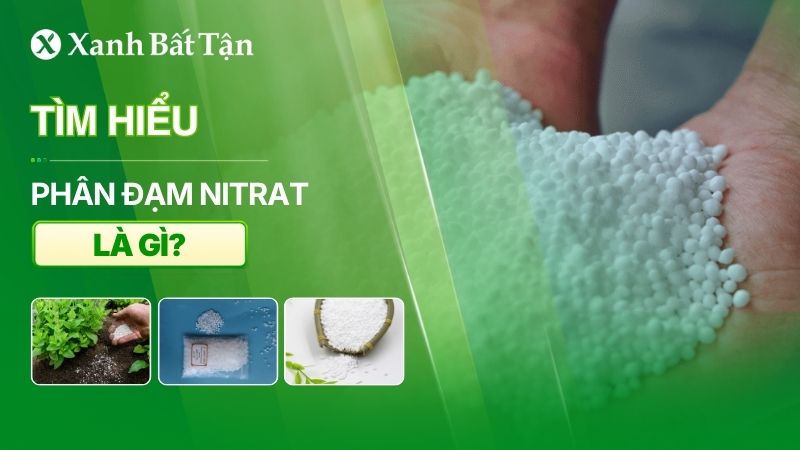 Tìm hiểu phân đạm Nitrat là gì? Vai trò và cách dùng