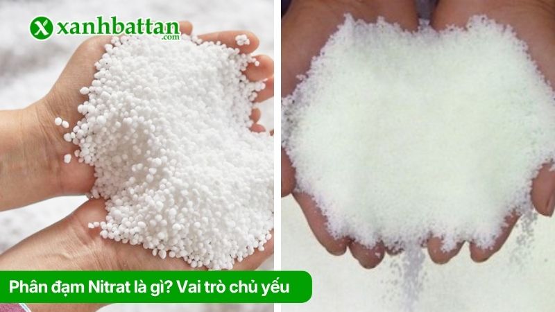 Phân đạm Nitrat là gì? Vai trò chủ yếu