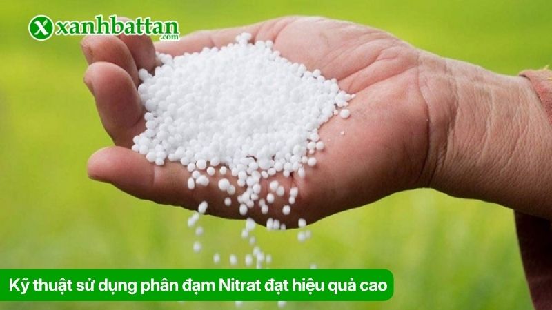 Kỹ thuật sử dụng phân đạm Nitrat đạt hiệu quả cao