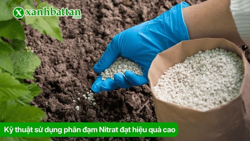 Kỹ thuật sử dụng phân đạm Nitrat đạt hiệu quả cao