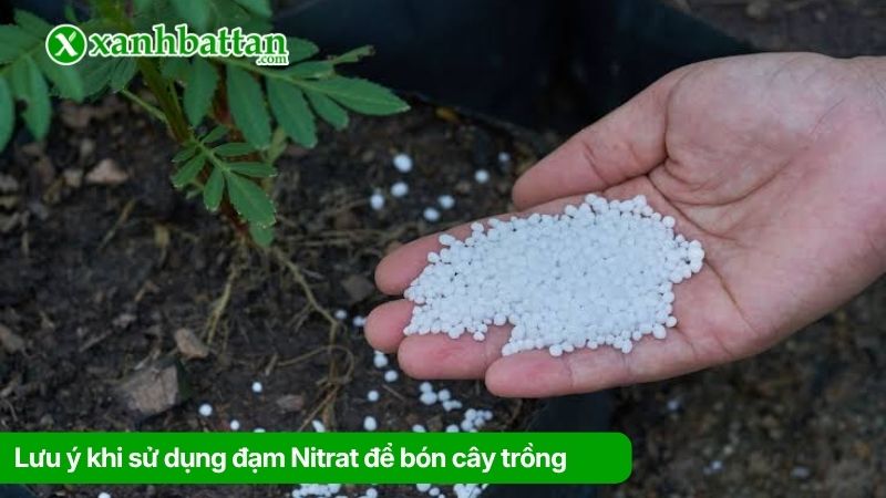 Lưu ý khi sử dụng đạm Nitrat để bón cây trồng