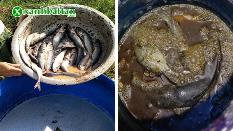 Hướng dẫn cách ủ phân đạm cá tại nhà đơn giản