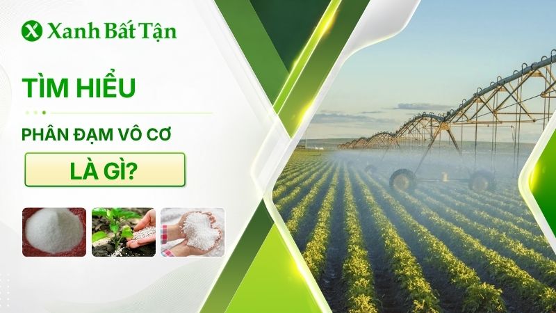 Tìm hiểu phân đạm là gì? Công dụng và cách sử dụng