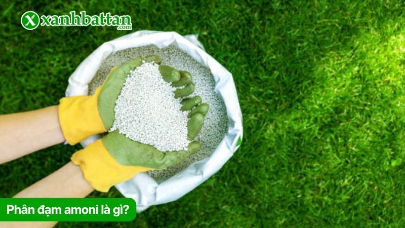 Tìm hiểu về phân đạm Amoni