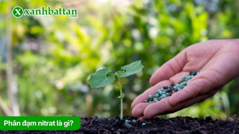 Tìm hiểu về phân đạm Nitrat