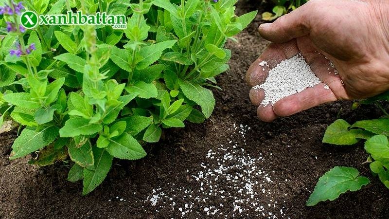 Bón phân đạm đúng thời điểm