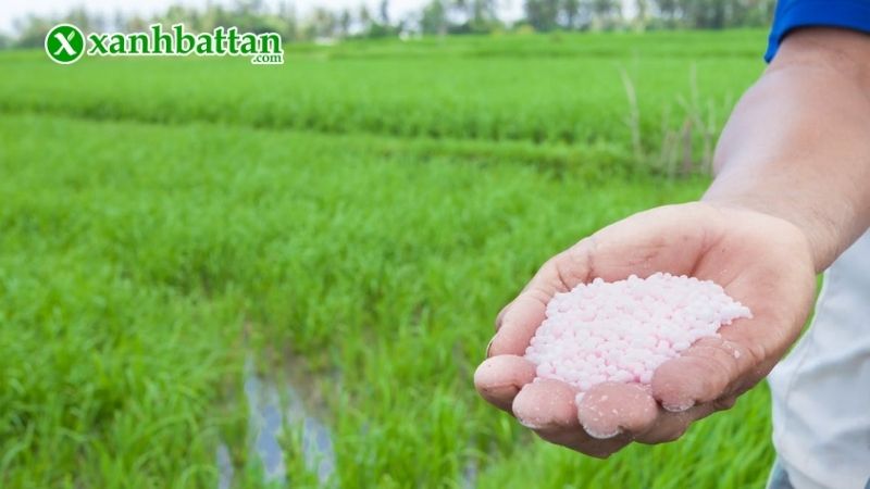 Bón phân đạm khi đất đạt độ ẩm thích hợp