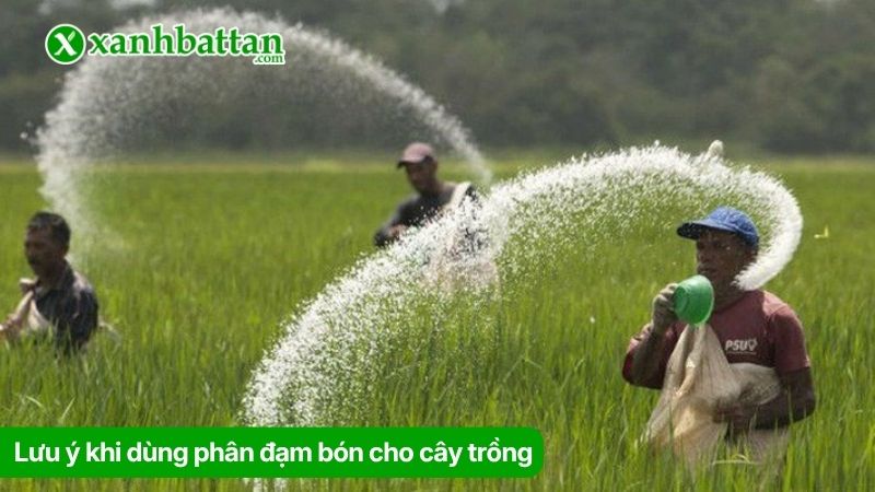Lưu ý khi dùng phân đạm bón cho cây trồng