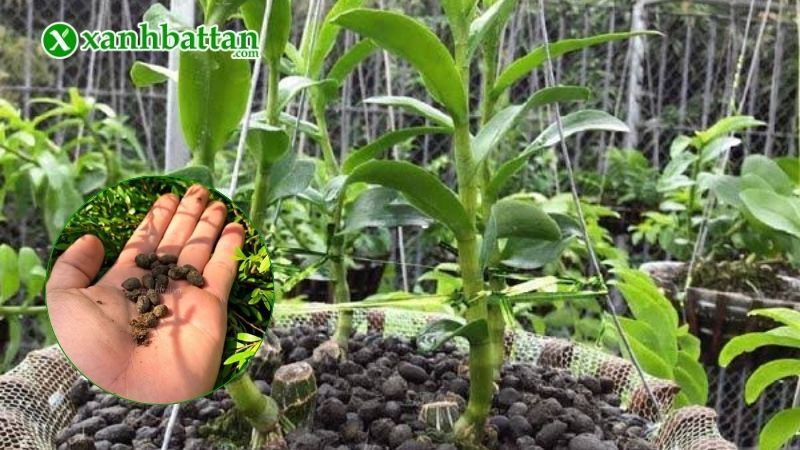 Tìm hiểu phân dê hữu cơ là gì?