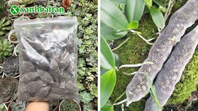 Phân dê có tác dụng gì cho Lan?