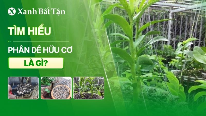 Tìm hiểu phân dê hữu cơ là gì? Công dụng, các loại phổ biến hiện nay