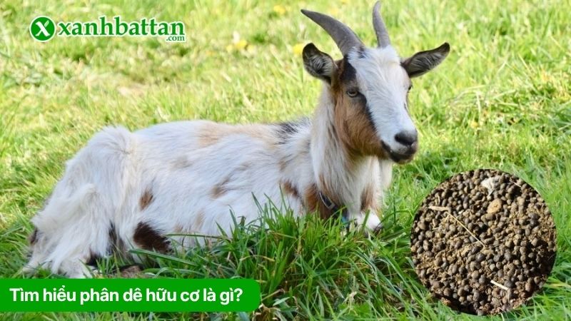 Phân dê hữu cơ là gì? Công dụng phân dê đối với cây trồng