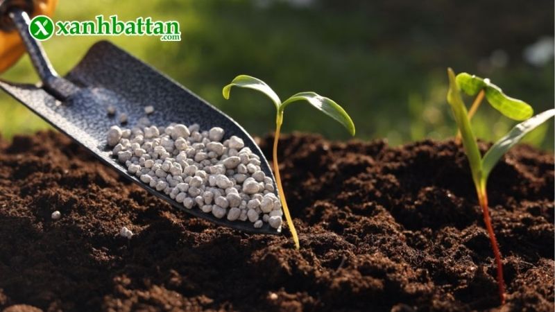 Cách sử dụng phân dê hữu cơ hiệu quả bón cây trồng