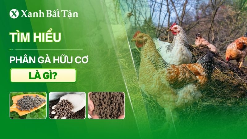 Phân gà hữu cơ là gì? Công dụng và bảng giá