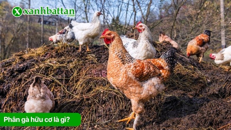 Phân gà hữu cơ là gì? Công dụng đối với cây trồng