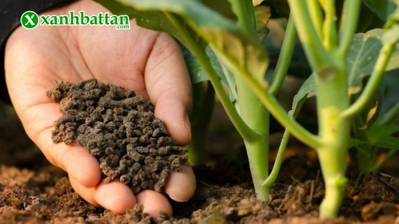 Lưu ý khi sử dụng phân gà hữu cơ bón cho cây