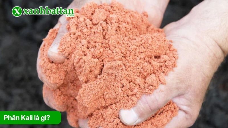 Phân kali là gì? vai trò của kali đối với cây trồng