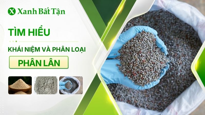 Tìm hiểu phân lân là gì? Công dụng đối với cây trồng