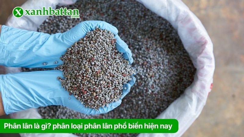Phân lân là gì? phân loại phân lân phổ biến hiện nay