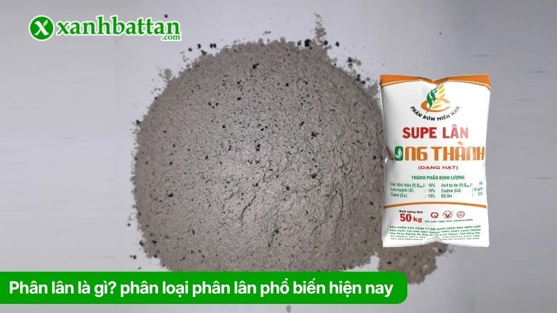 Phân lân là gì? phân loại phân lân phổ biến hiện nay