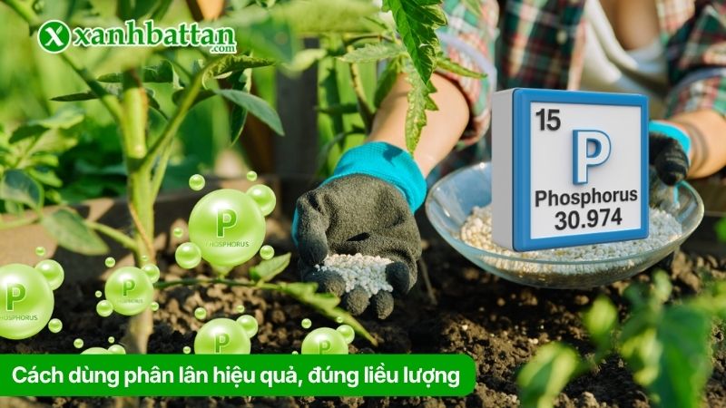 Cách dùng phân lân hiệu quả, đúng liều lượng
