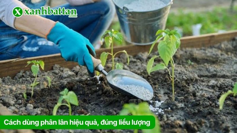 Cách dùng phân lân hiệu quả, đúng liều lượng