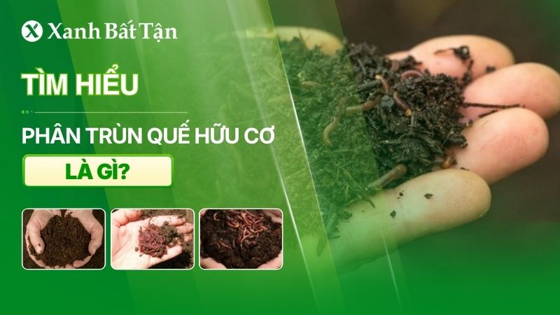 Tìm hiểu phân trùn quế hữu cơ là gì? Công dụng đối với cây trồng