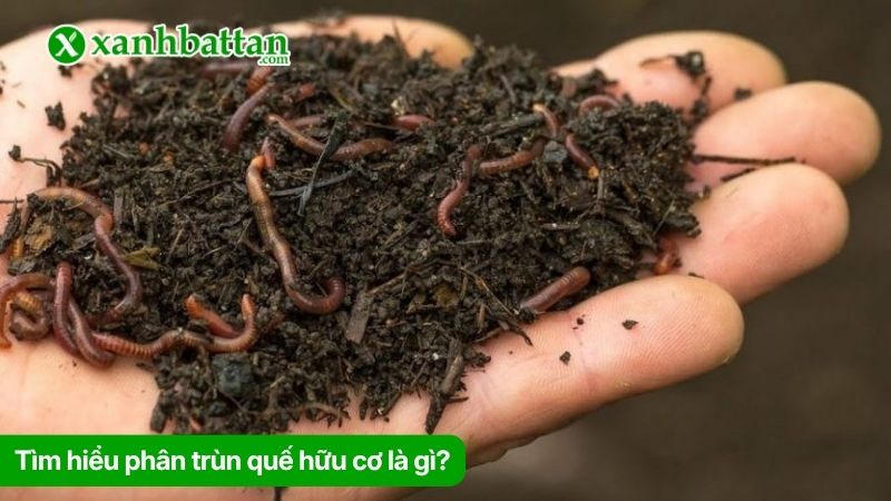 Phân trùn quế hữu cơ là gì? Công dụng đối với cây trồng