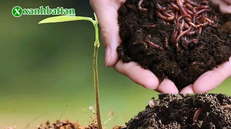 Cách sử dụng phân trùn quế hữu cơ hiệu quả