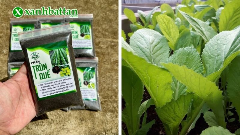 Lưu ý khi sử dụng phân trùn quế hữu cơ bón cho cây