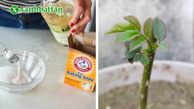 Baking Soda là gì? Chúng có tác dụng gì?
