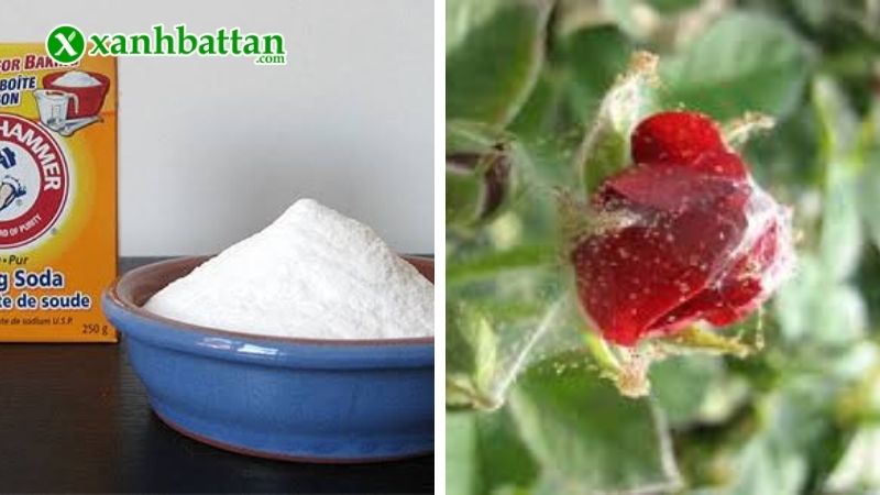Cách 1: Phun Baking Soda hỗ trợ trị bọ trĩ, nhện đỏ