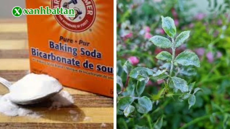 Cách 2: Phun Baking Soda hỗ trợ phòng và xử lý nấm phấn trắng