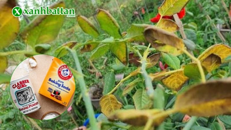 Lưu ý khi sử dụng Baking Soda cho hoa Hồng