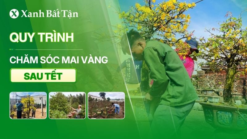 Quy trình chăm sóc Mai sau Tết chi tiết
