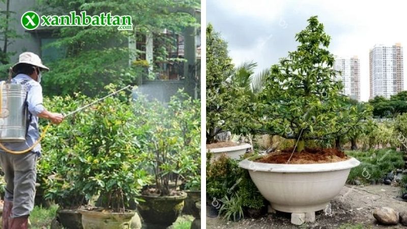 Chăm sóc Mai vàng từ tháng 6 đến tháng 12