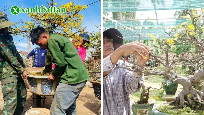 Tại sao phải biết cách chăm sóc Mai sau Tết?