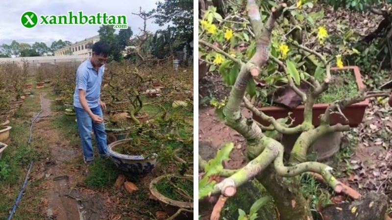 Thời điểm chăm sóc Mai sau Tết trong chậu