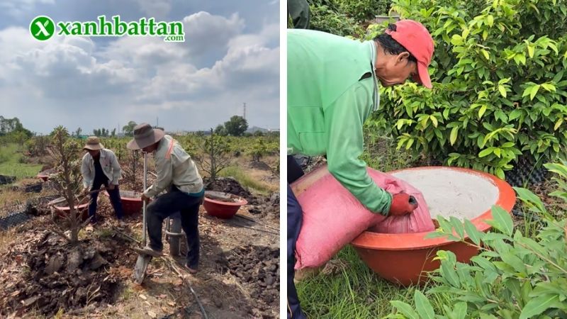 Thời điểm chăm sóc Mai sau Tết trồng dưới đất