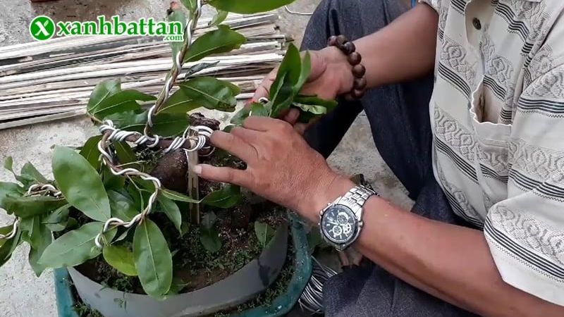 Bước 1: Cắt tỉa cành và loại bỏ hoa tàn