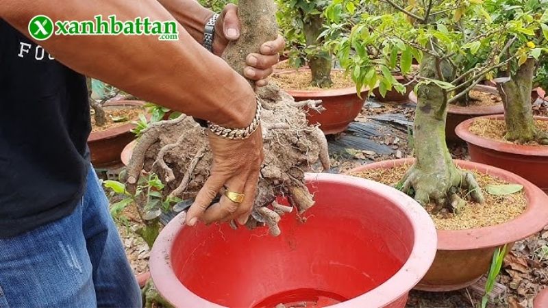 Bước 3: Kiểm tra và xử lý đất, bộ rễ