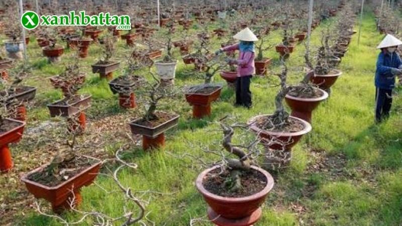 Bước 6: Bổ sung dinh dưỡng sau khi cây ổn định