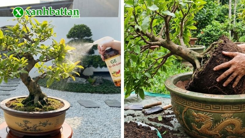 Chăm sóc Mai vàng từ tháng 1 đến tháng 6