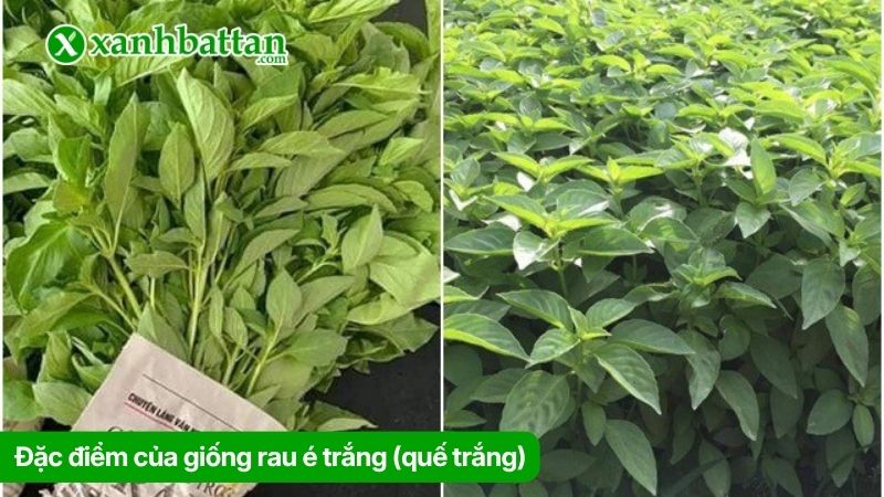 Đặc điểm của giống rau é trắng (quế trắng)