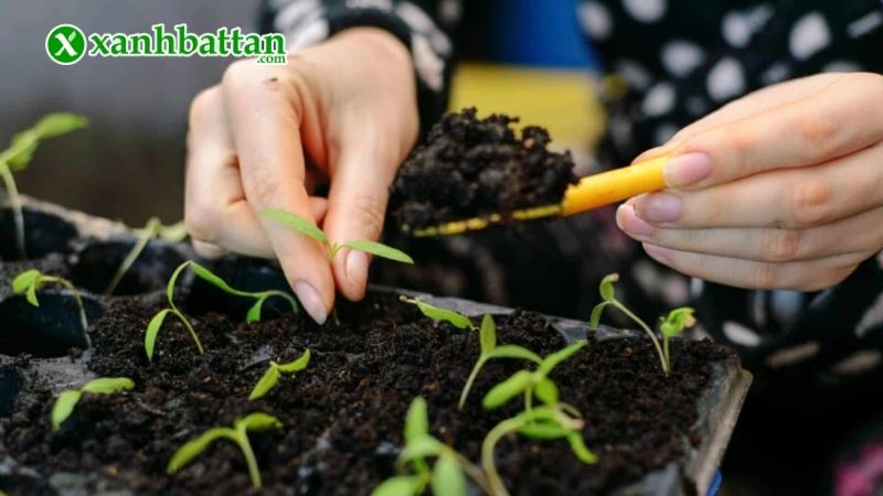 Kỹ thuật trồng rau é trắng tại nhà đơn giản