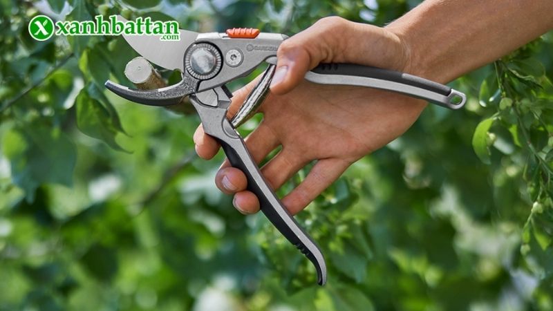 Lưu ý khi chọn mua kéo cắt cành, tỉa cây