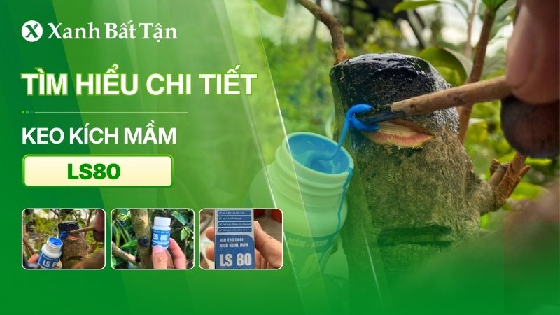 Tìm hiểu sự thật ngỡ ngàng về thuốc kích mầm LS80 bạn chưa biết?