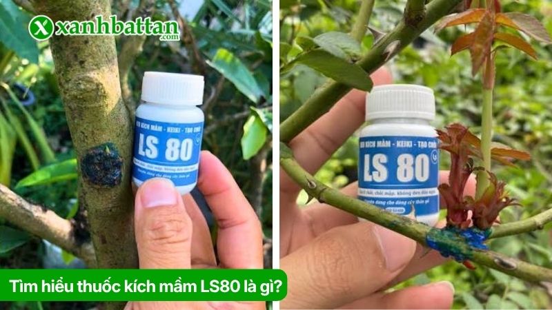 Tìm hiểu thuốc kích mầm LS80 là gì?