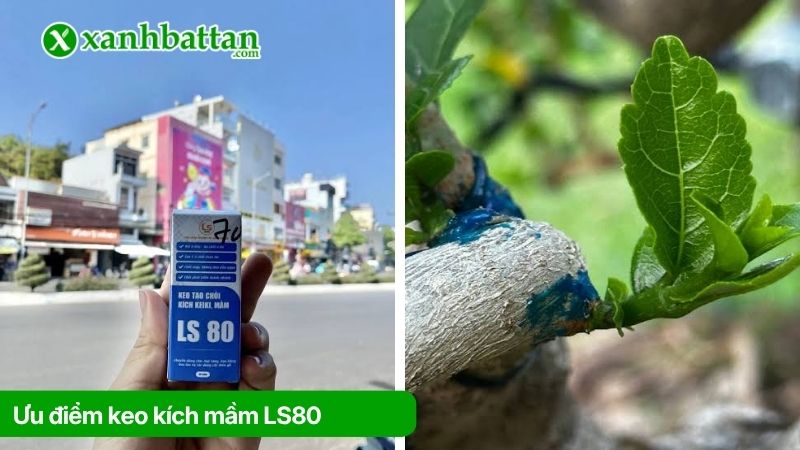 Ưu điểm của keo kích mầm LS80